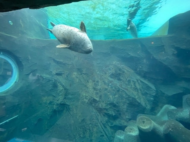 旭山動物園アザラシ